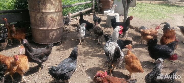Молодые петухи, цыплята, гуси