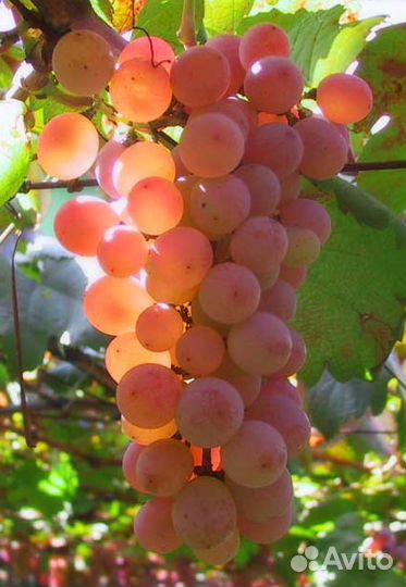 Виноград. Саженцы