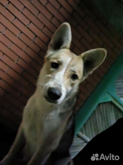 Продам собаку