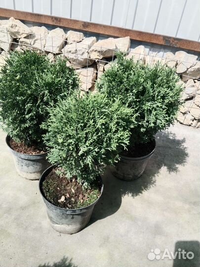 Туя шаровидная Хозери,Даника,Тайни Тим