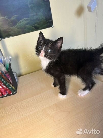 Котенок в добрые руки