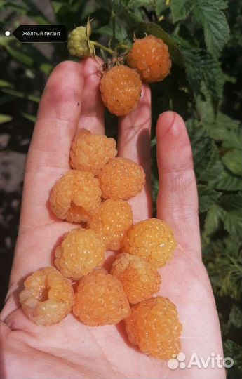 Малина разные сорта