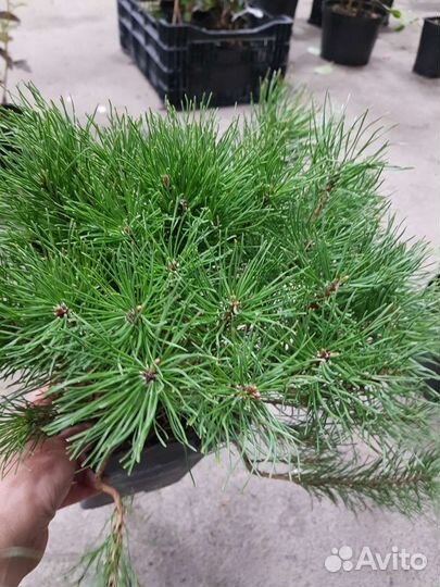 Сосна горная пумилио