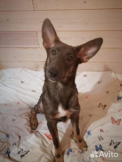 Щенок в добрые руки