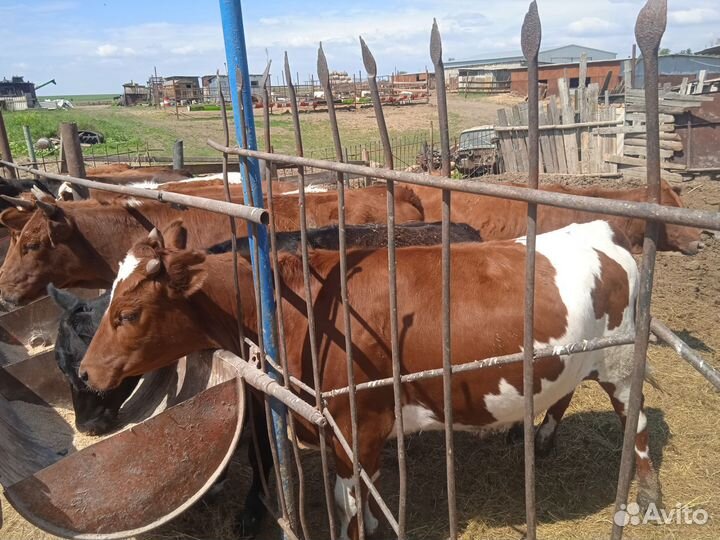 Продажа крс