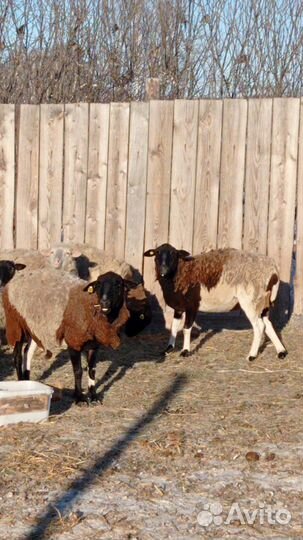 Овцы бараны ягнята дорпер