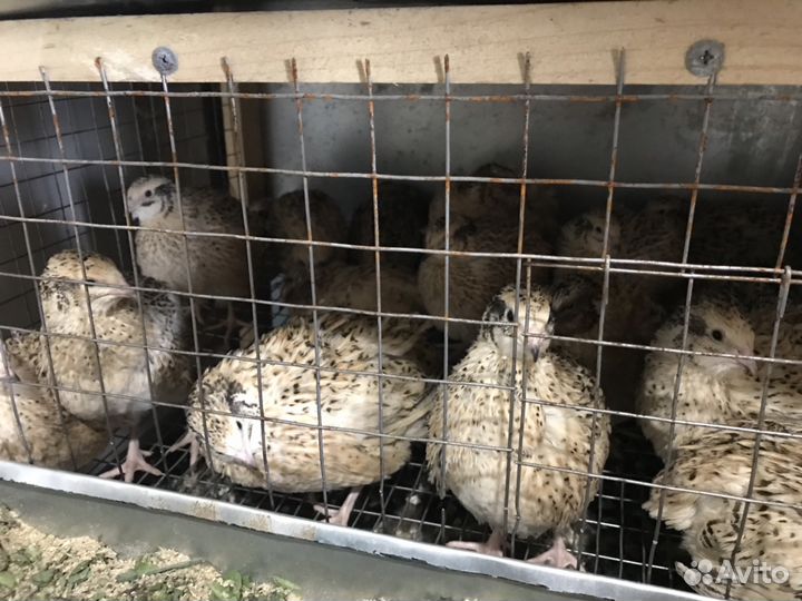 Яйцо перепелиное