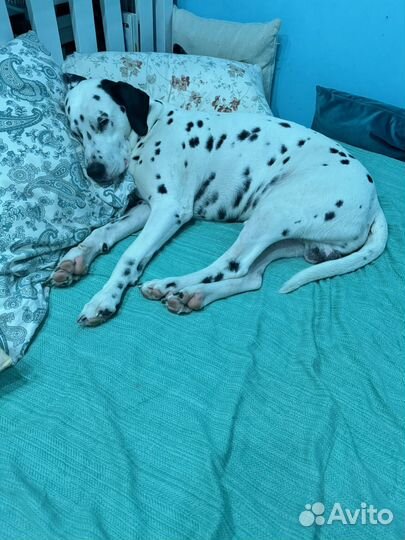 Передежка собак дома (девочки)