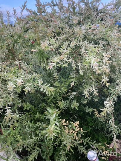 Садовые растения