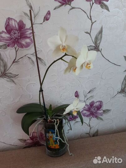 Орхидея фаленопсис