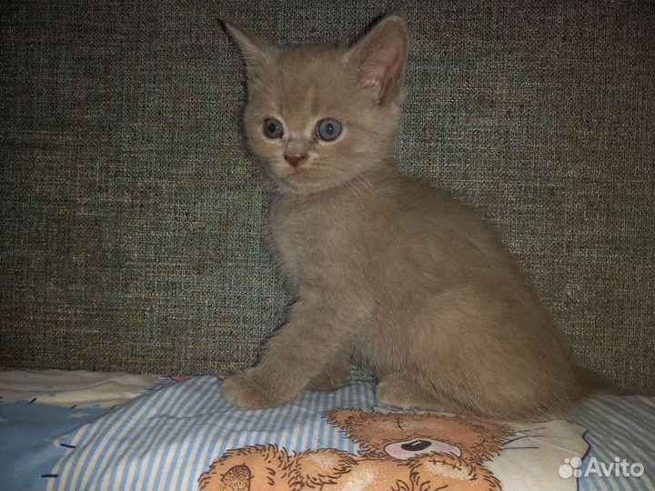 Британская кошка