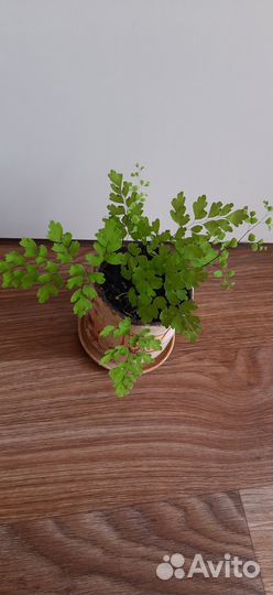 Адиантум венерин волос