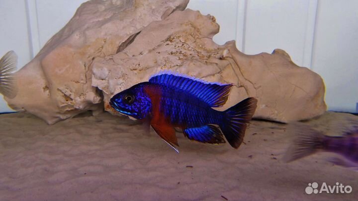 Аулонлкара Ред флеш,хаплохромис василёк,ацеи мзули