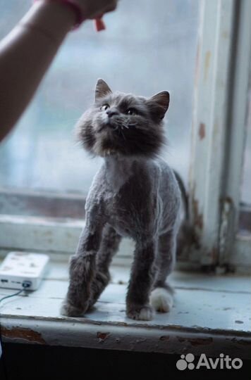 Кот в дар бесплатно
