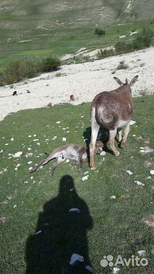 Ишак с ослёнком