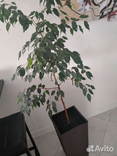 Кротон, Фикус бенджамина