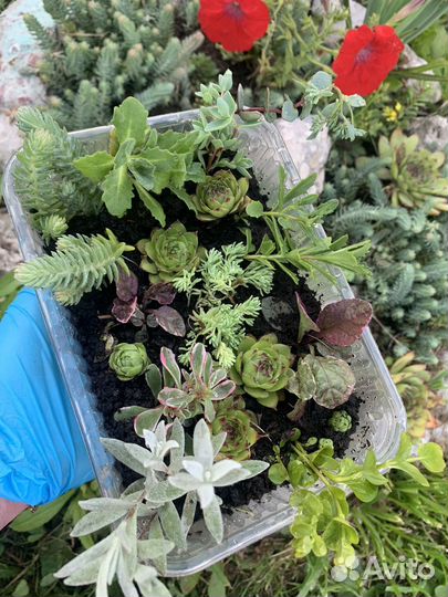 Набор почвопокровных растений