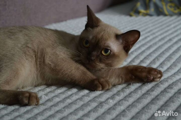 Котята американской бурмы