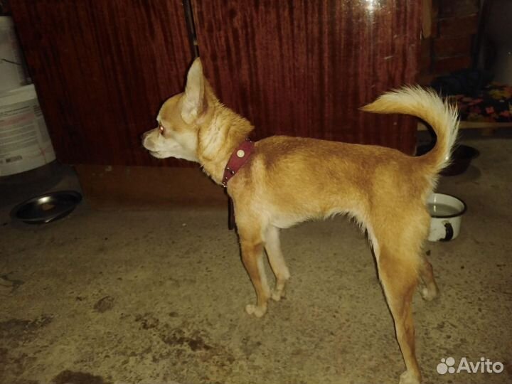 Мини тойтерьер