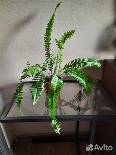 Папоротник нефролепис