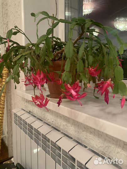 Декабрист большой