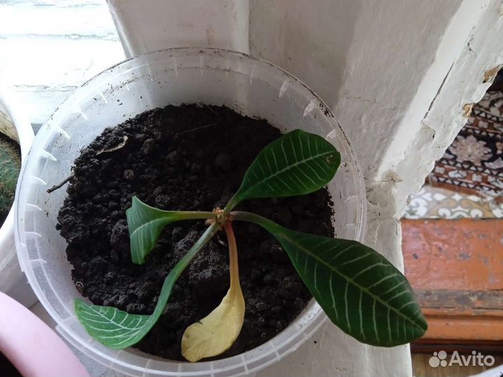 Комнатные цветы