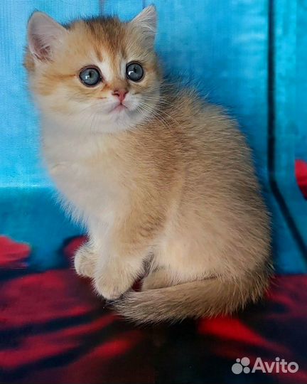 Британская кошечка драгоценного окраса