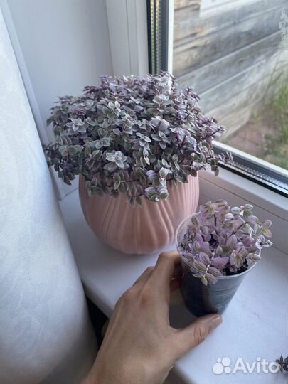 Коллизия Бьянка Традесканция белоцветковая кактус