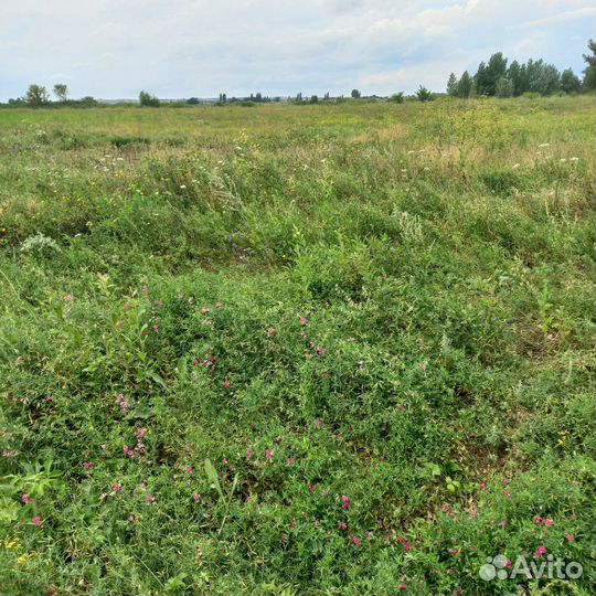 Сено в Тюках