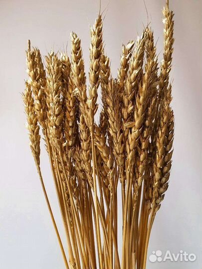 Пшеница