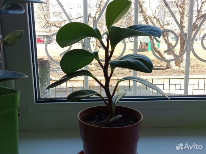 Пеперомия Семейный цветок