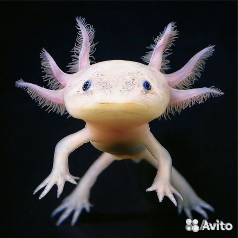 Крабы аквариумные, Аксолотли, Тритоны, Лягушки