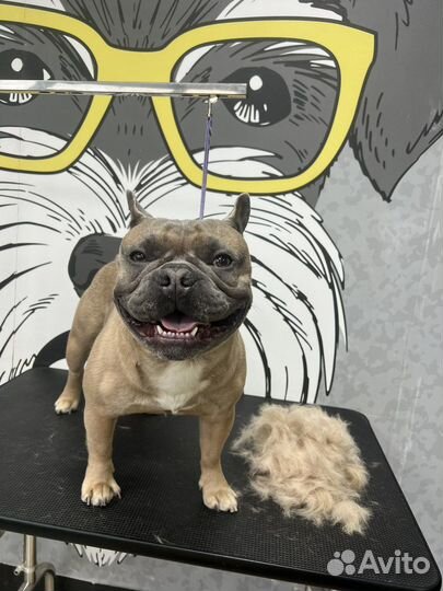 Стрижка собак Груминг