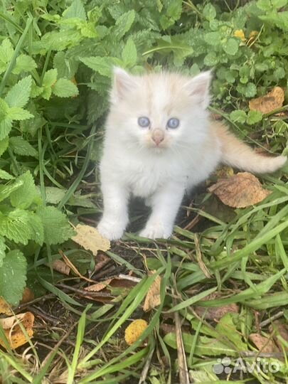 Котята и кошка