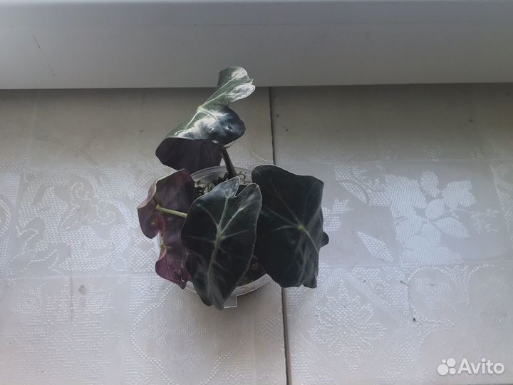 Алоказия полли