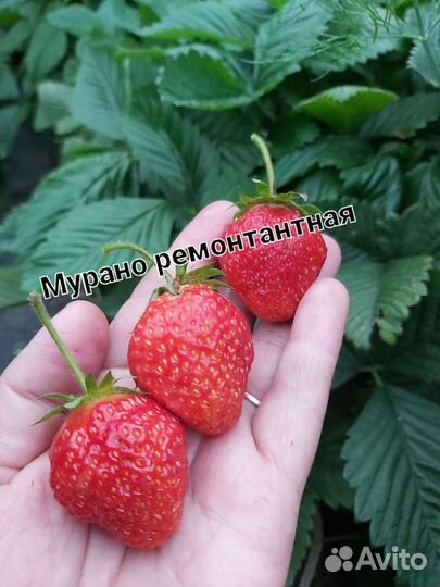Рассада клубники