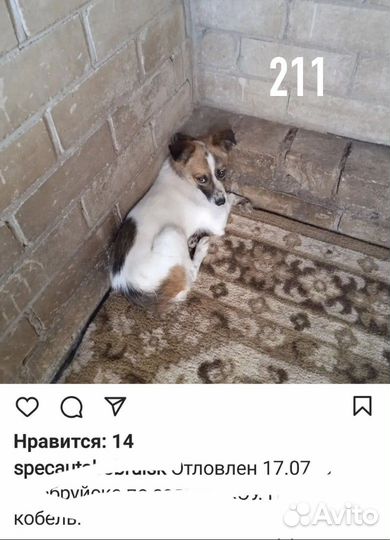 Малыш попал в отлов