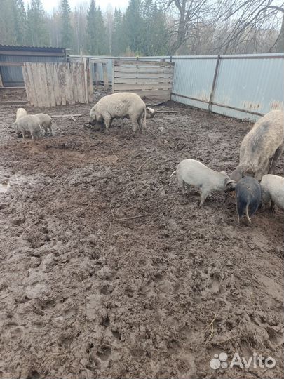 Поросята пуховой мангалицы