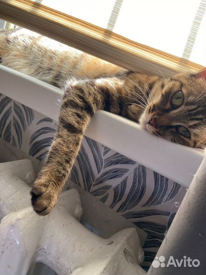 Отдам в добрые руки кошечку