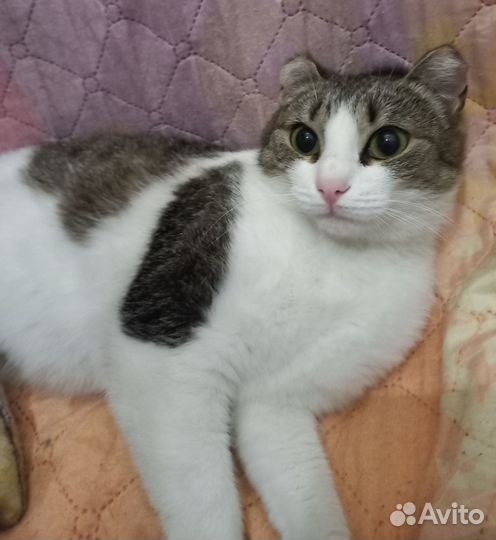 Стерилизованная кошечка бедняжка