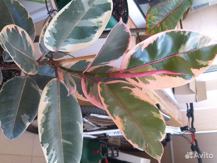 Фикус эластика белиз