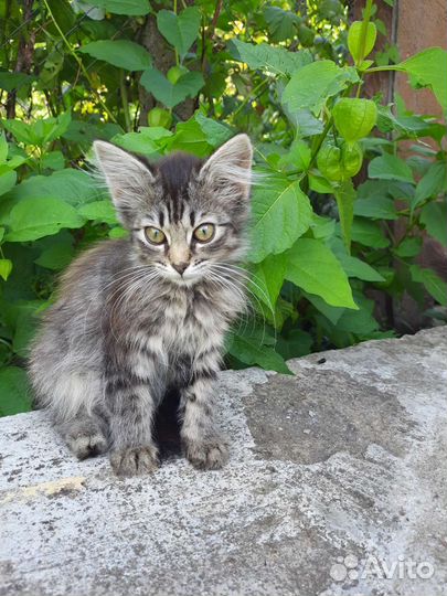 Кошки в добрые руки бесплатно