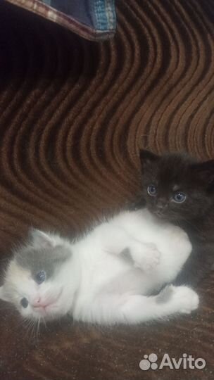 Кошка, котята