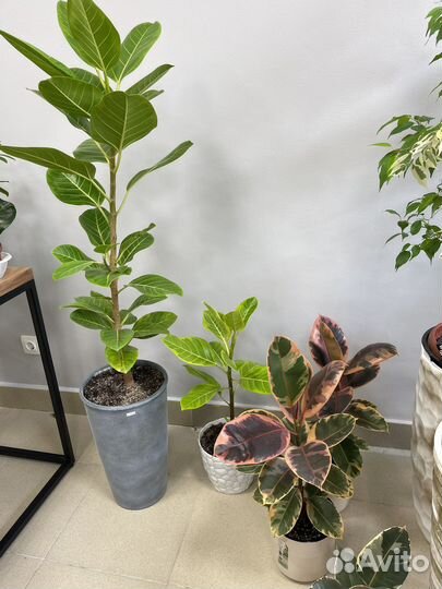 Фикус.Бенгальский (Андрей)