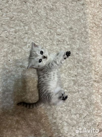 Шотландские котята