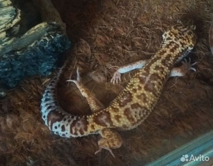 Продаётся взрослый самец эублефара, морфа msta