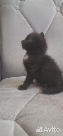 Подарю здоровую, сообразительную кошечку