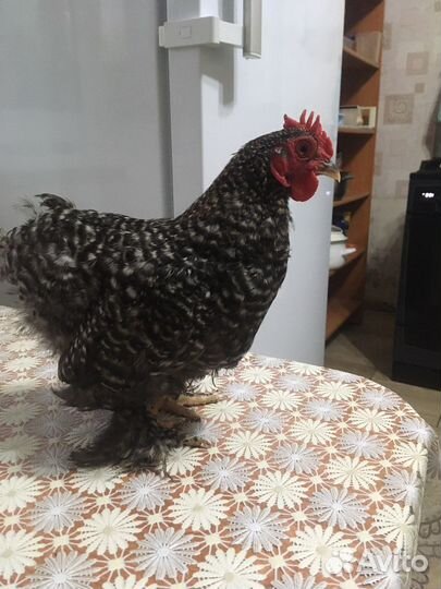 Петушки карликого кохинхина