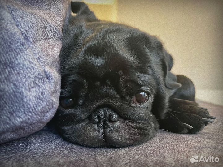 Мопс для вязки