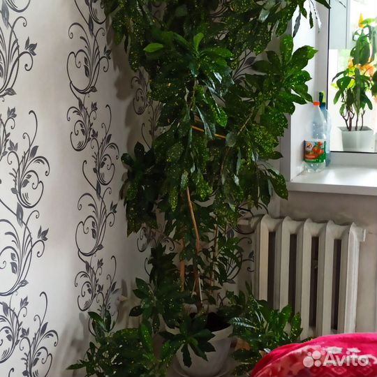 Кротон